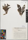 Foto von Salix myrsinifolia Salisb.